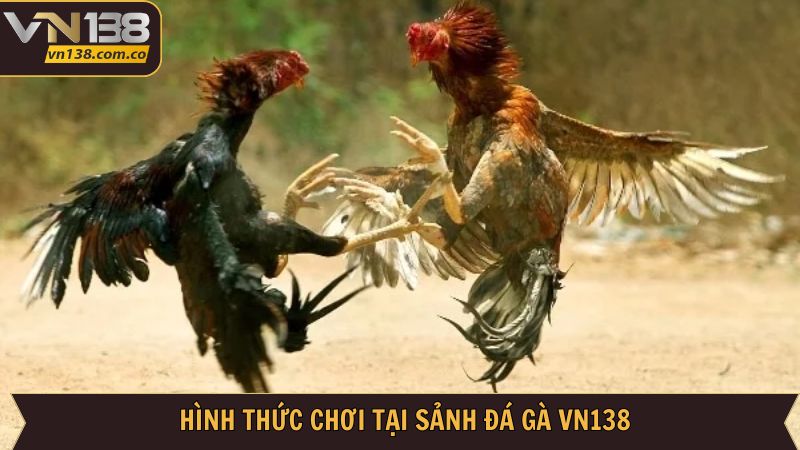 Đá Gà VN138 - Cá Cược Ván Đấu Kịch Tính Hấp Dẫn 2 Thể loại cá cược đá gà VN138 nổi tiếng cho hội viên