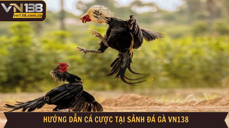 Đá Gà VN138 - Cá Cược Ván Đấu Kịch Tính Hấp Dẫn 3 Trải nghiệm đá gà VN138 đơn giản nhanh chóng